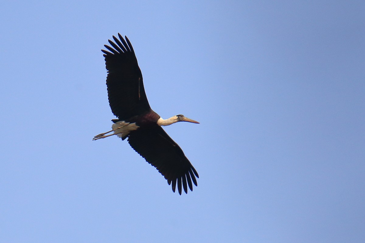 Asian Woolly-necked Stork - ML614221018