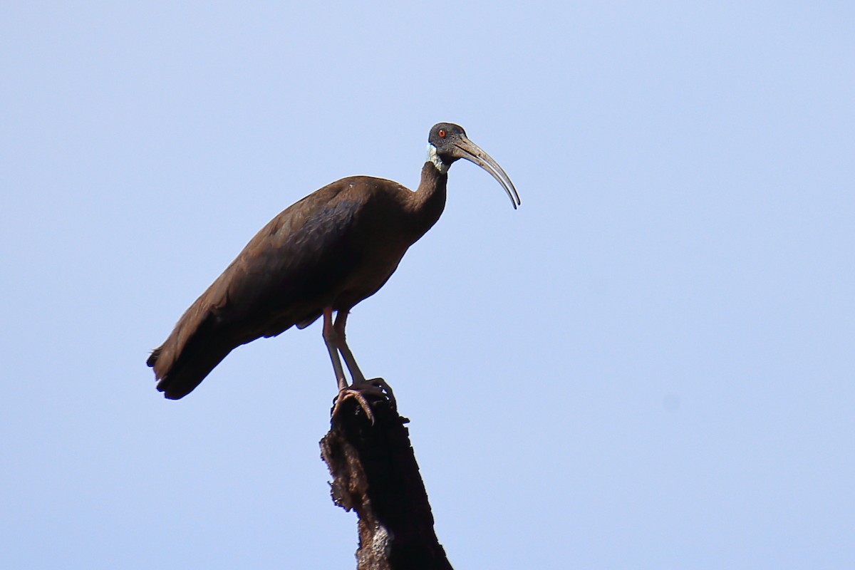 ibis běloramenný - ML614221023