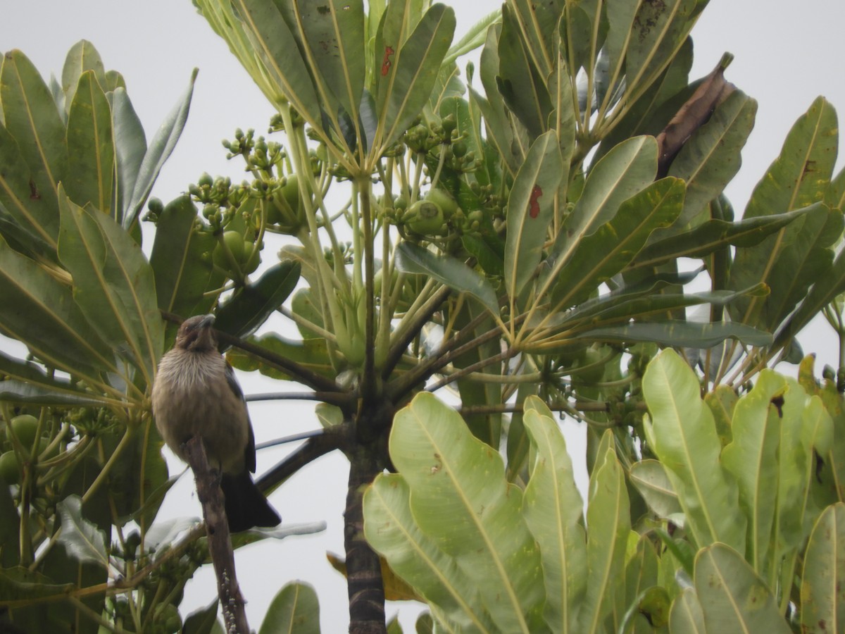 New Caledonian Friarbird - ML614221154