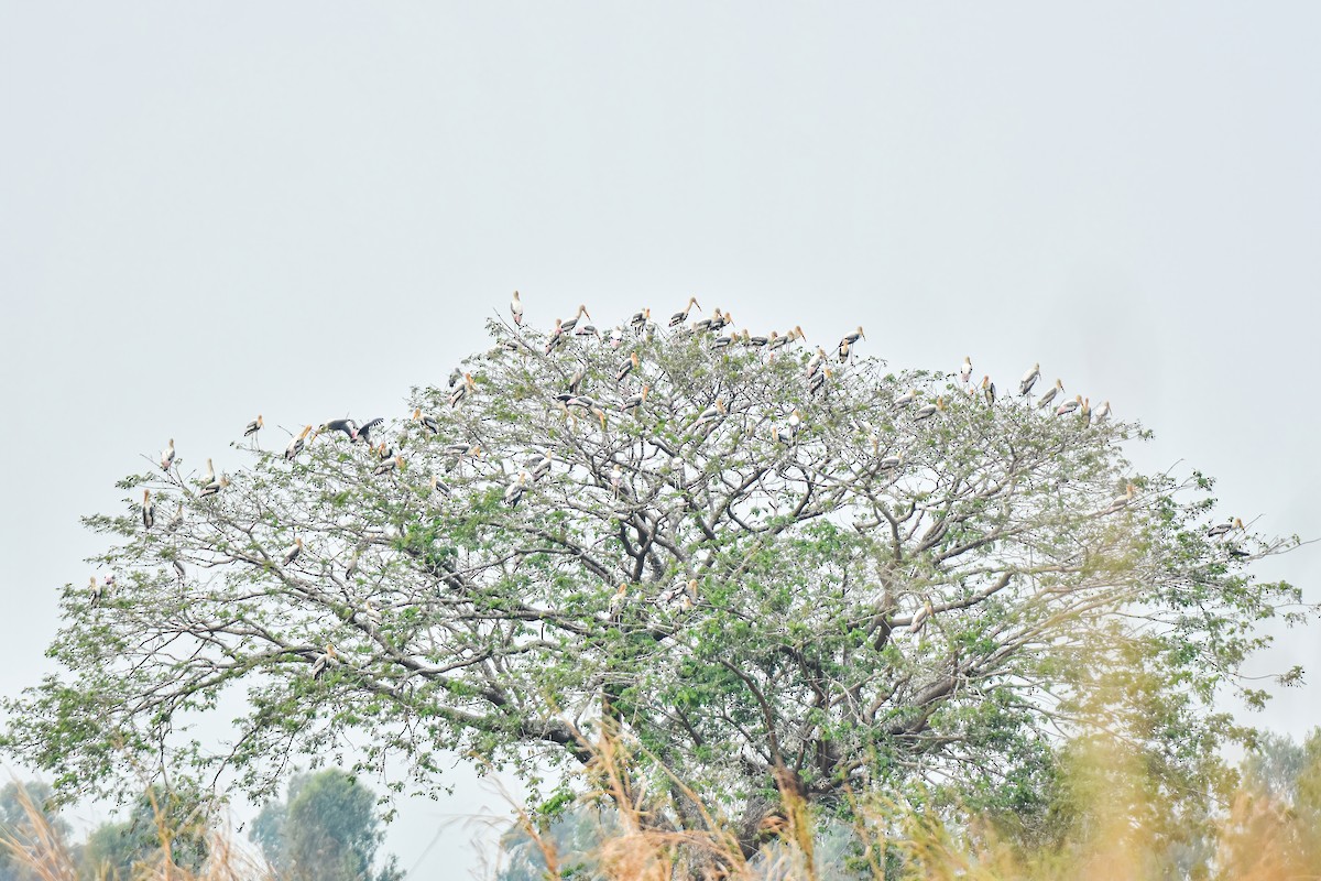 Painted Stork - Thitiphon Wongkalasin