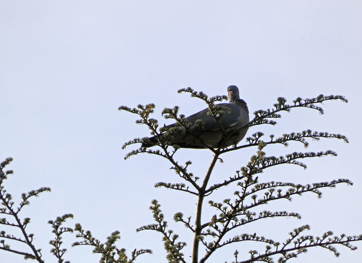 Common Wood-Pigeon - ML614221536