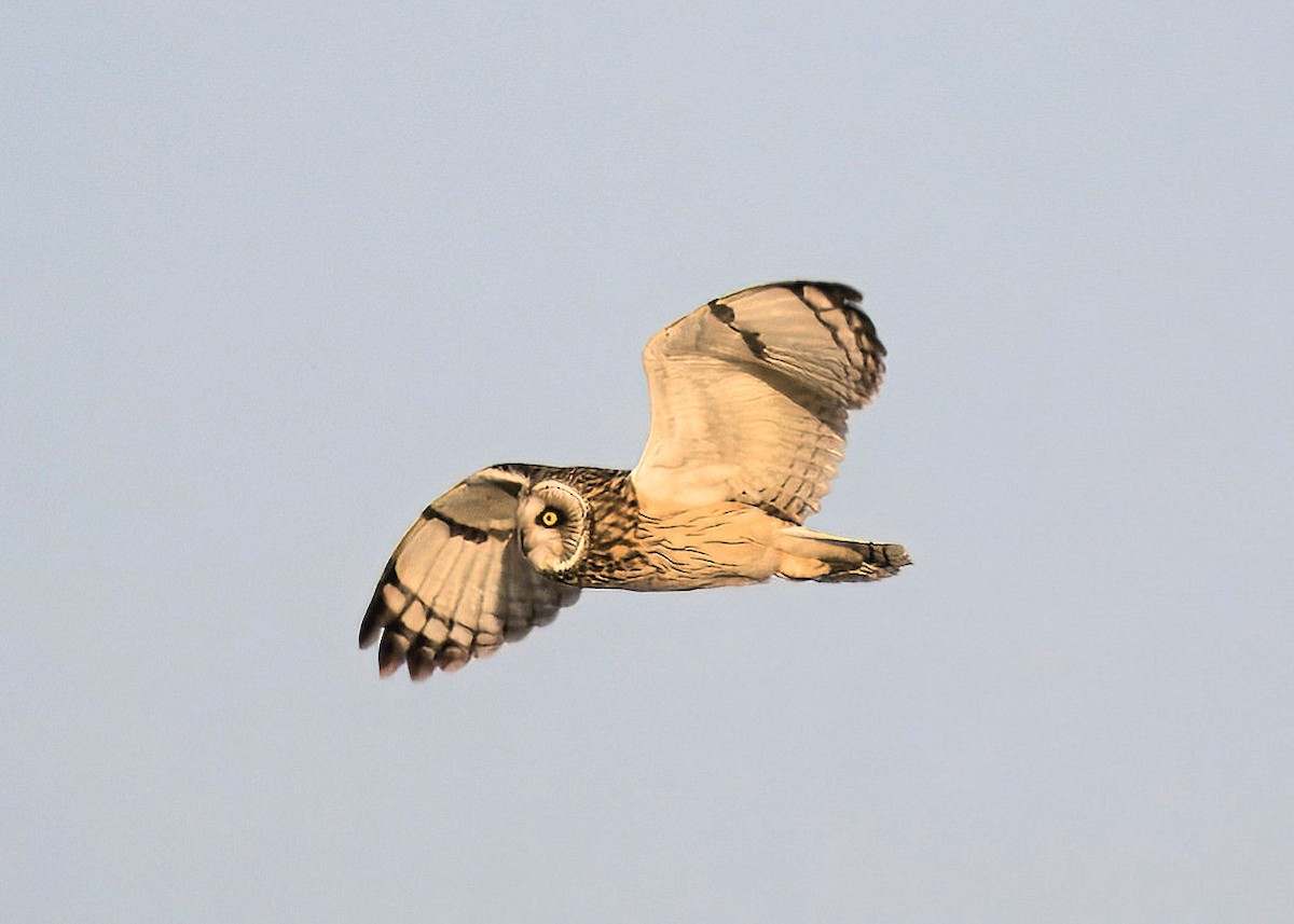 Short-eared Owl - ML614222149