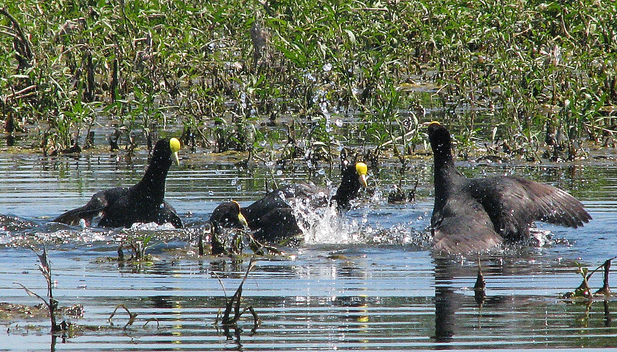 White-winged Coot - ML614222157