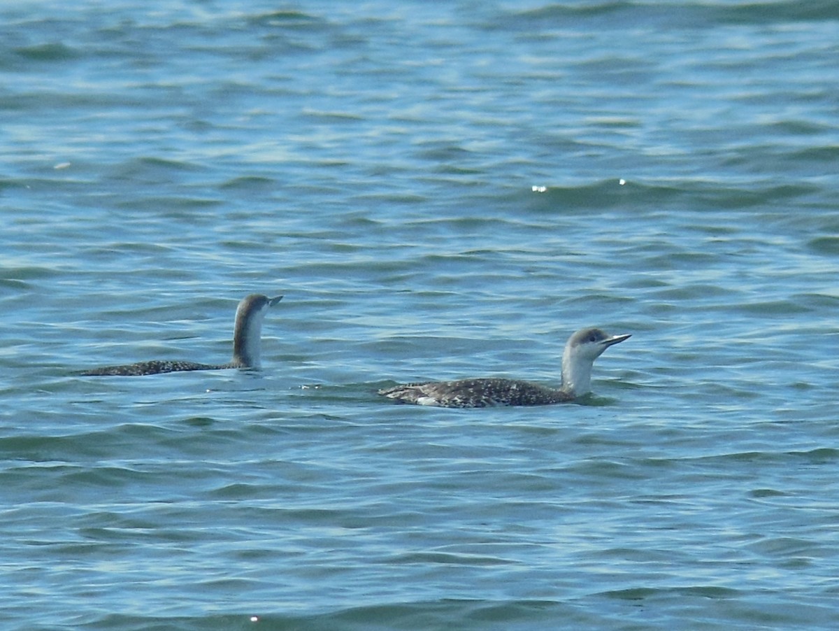 Red-throated Loon - ML614222328