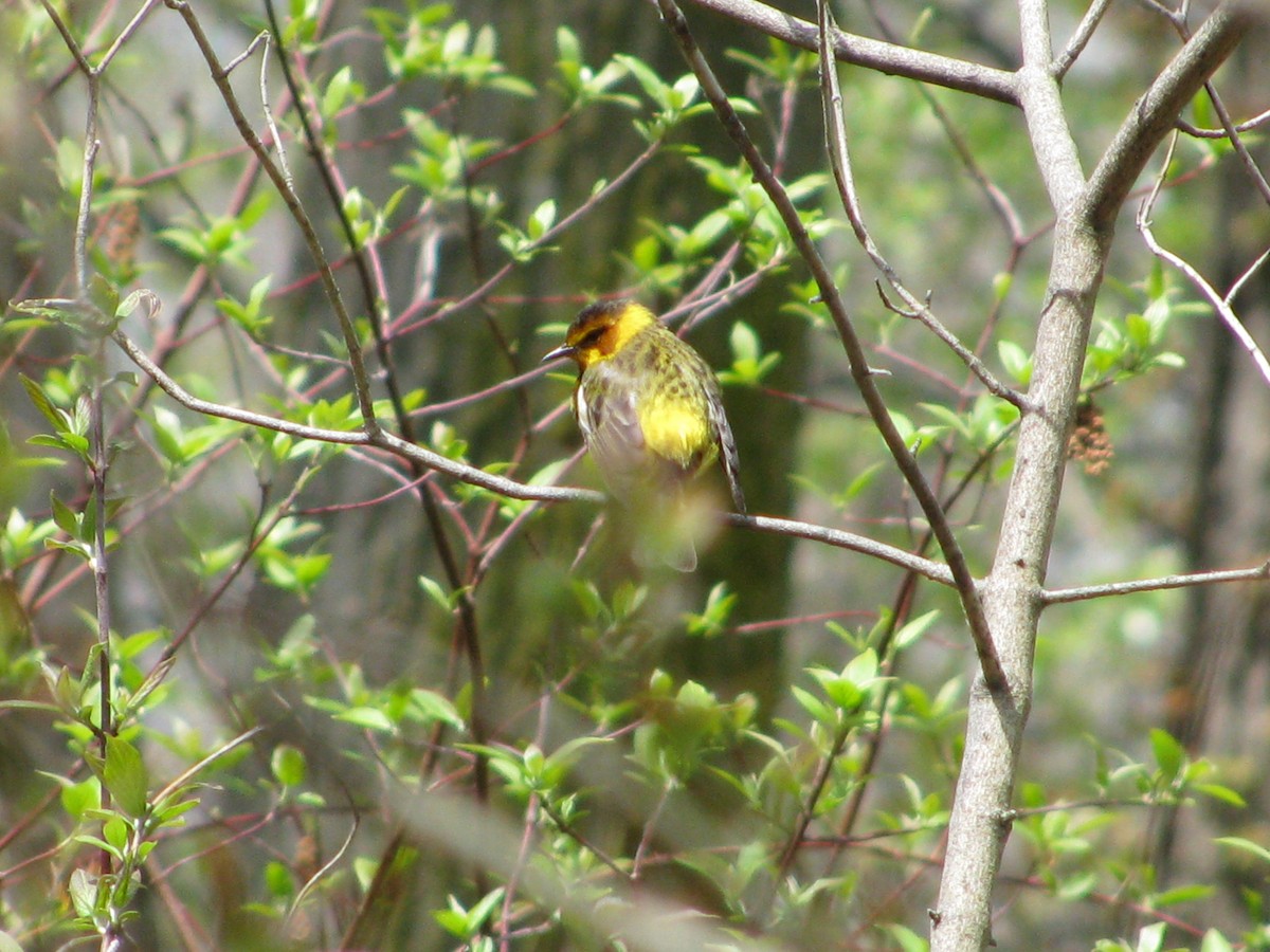 Cape May Warbler - ML614222346