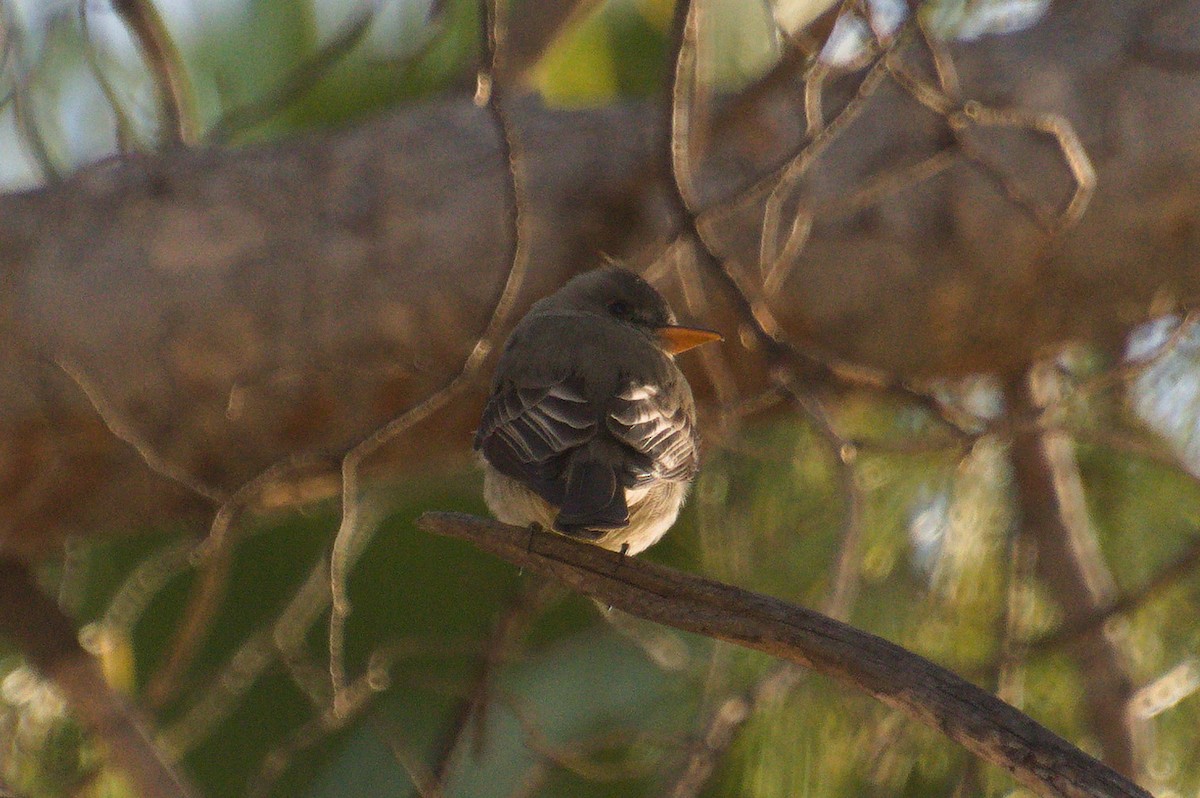 Greater Pewee - ML614222424