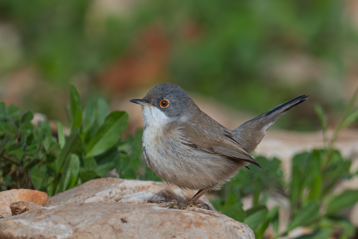 Sardinian Warbler - Uriel Levy