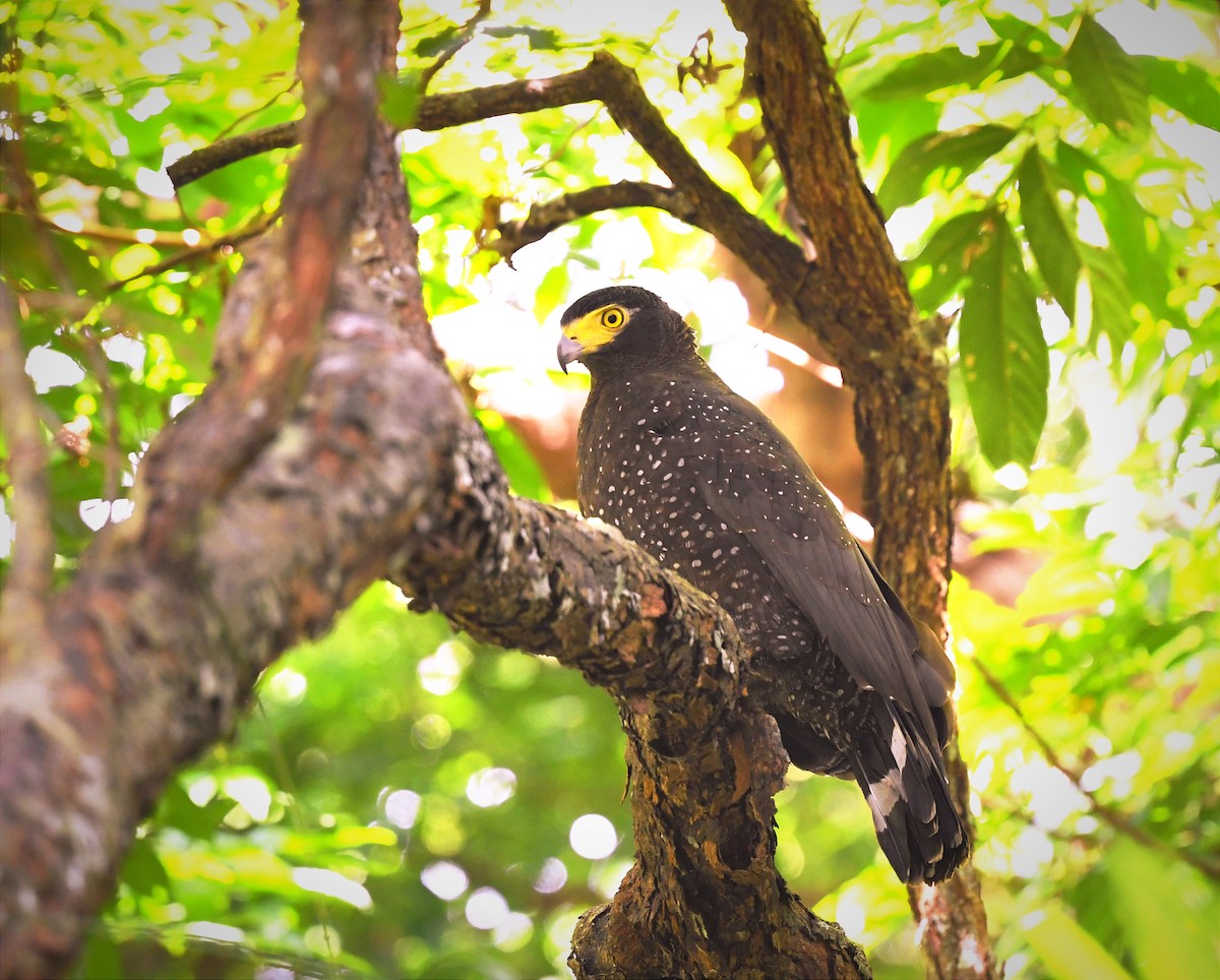 Andaman Serpent-Eagle - ML614222584