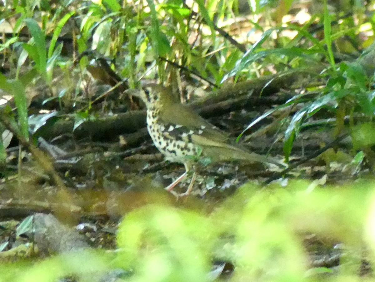 Spotted Ground-Thrush (Spotted) - ML614222739