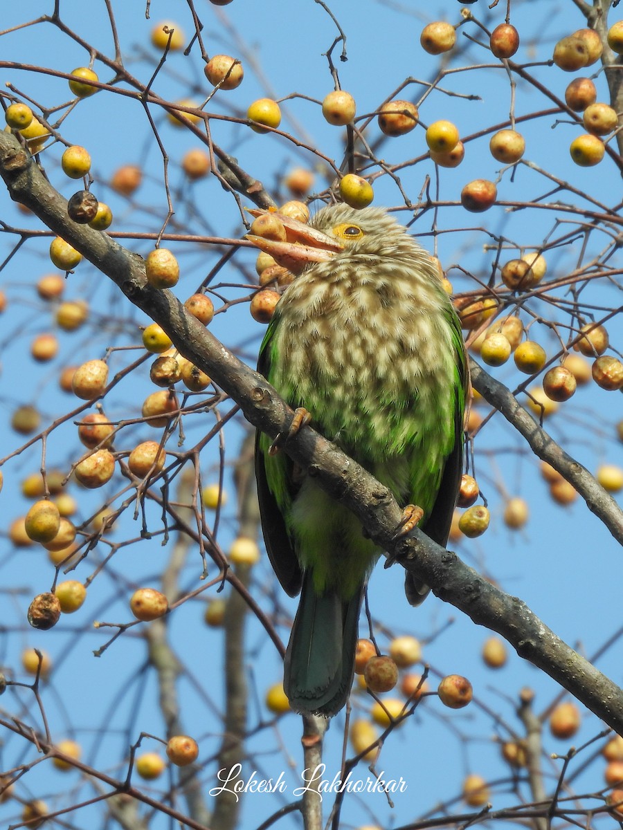 Lineated Barbet - ML614222784