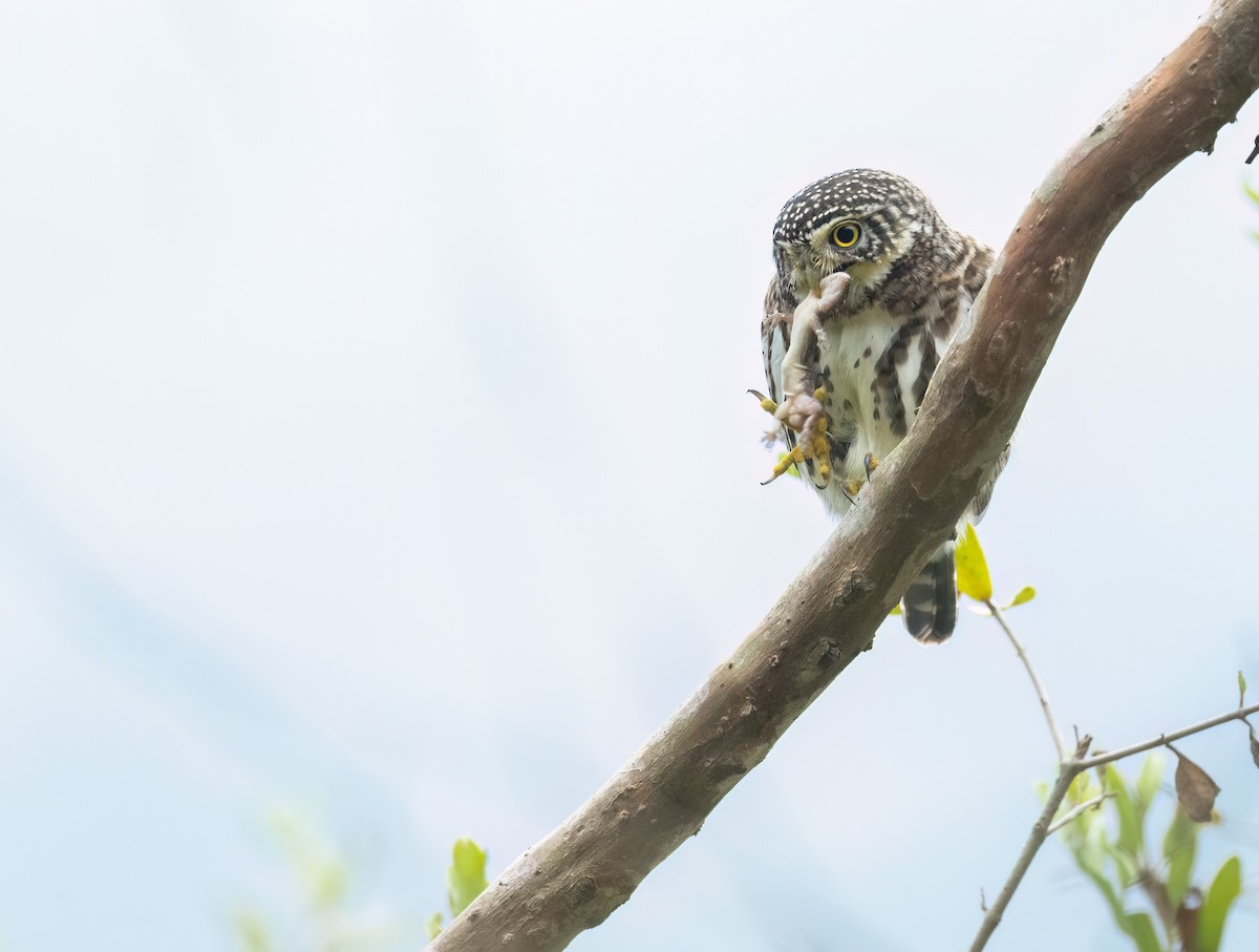 Collared Owlet - ML614223151