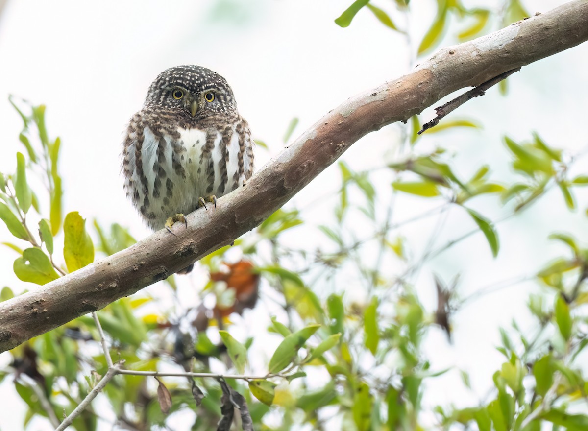 Collared Owlet - ML614223152