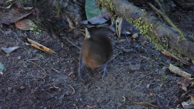 Brown-banded Antpitta - ML614223541