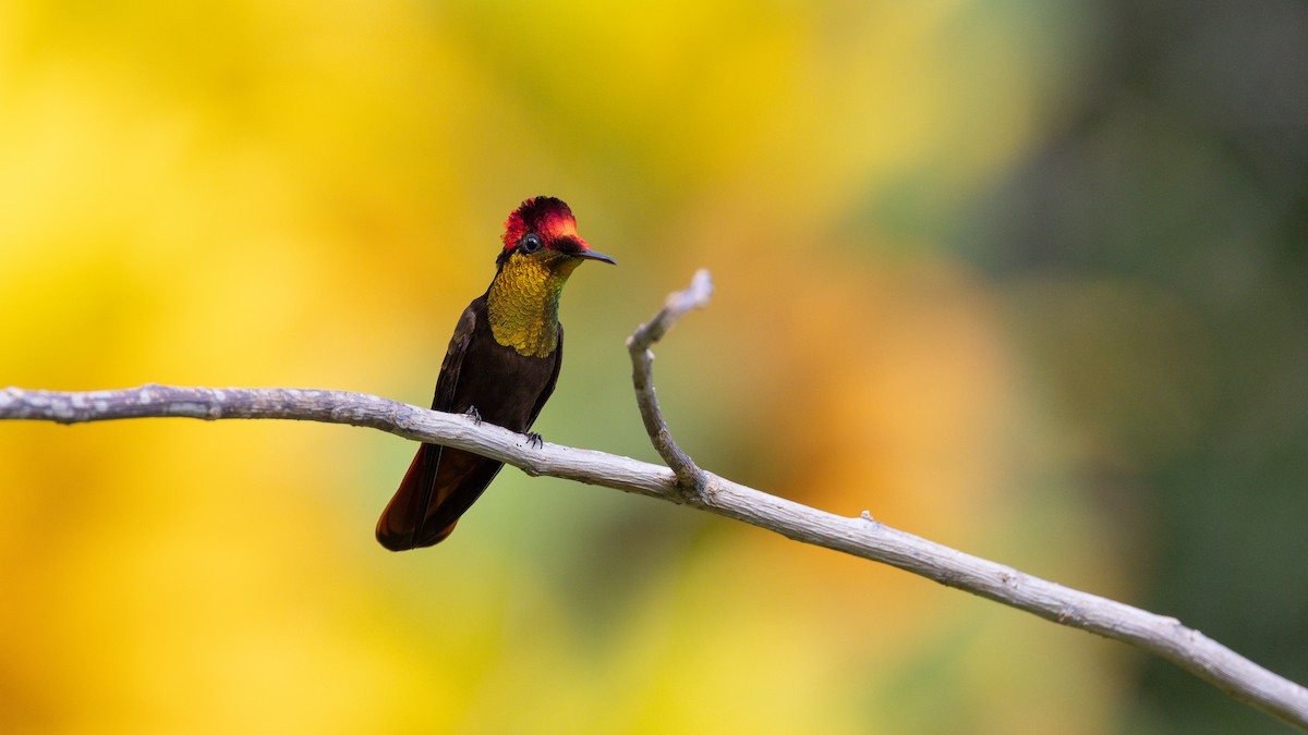 kolibřík červenohlavý - ML614223649