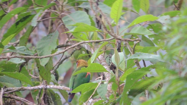 Rusty-faced Parrot - ML614223815