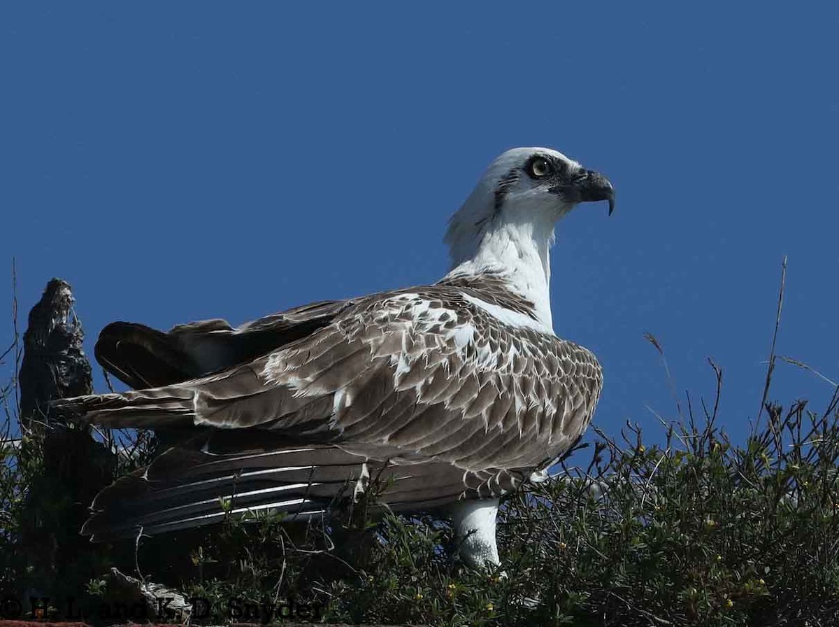 Águila Pescadora (ridgwayi) - ML614223890