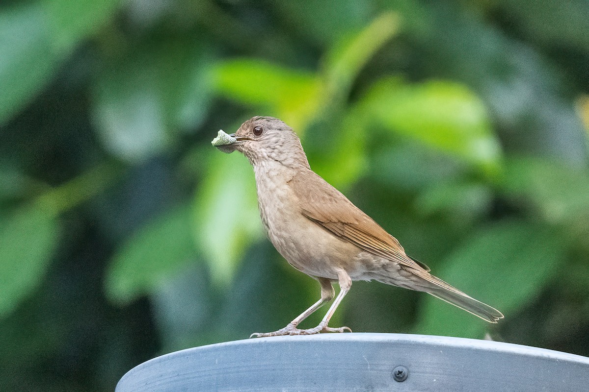 Pale-breasted Thrush - ML614224028