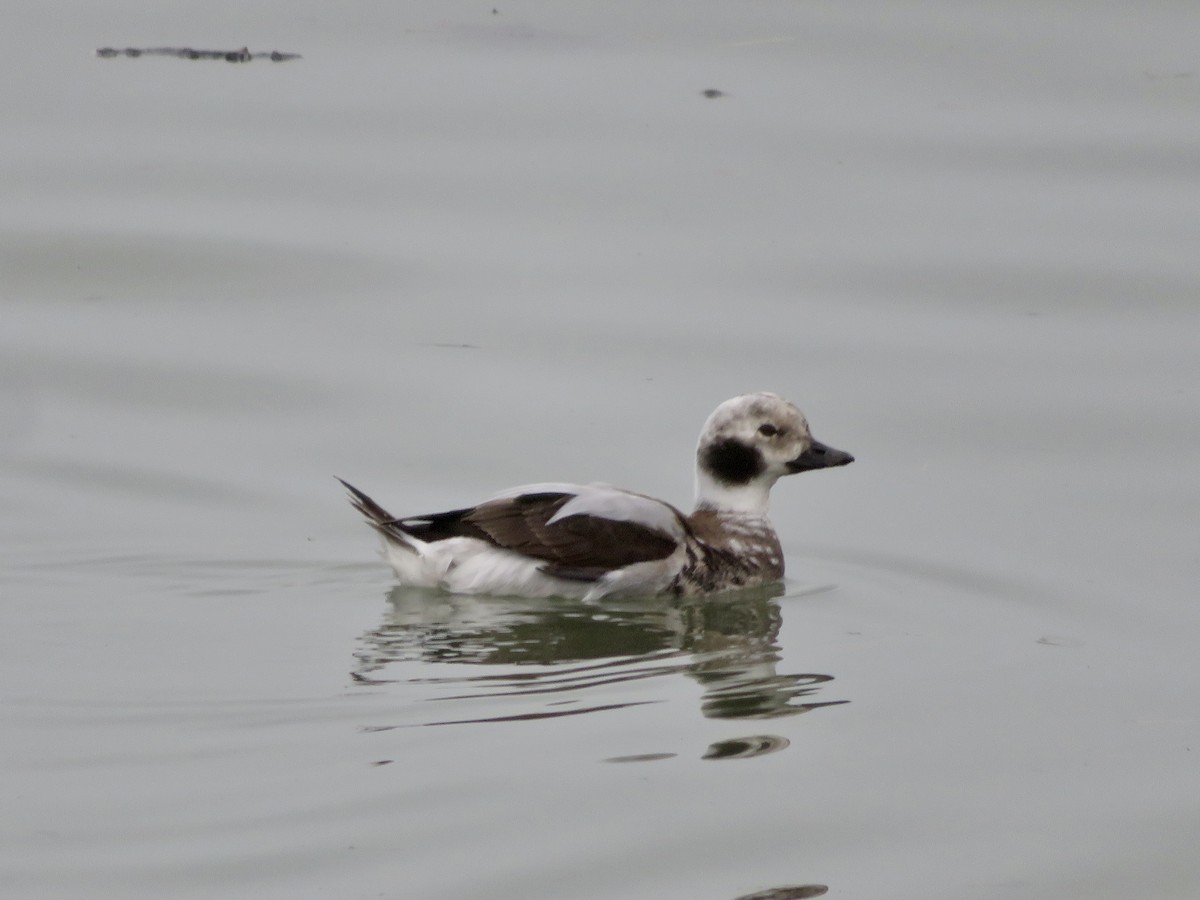 Long-tailed Duck - ML614224155