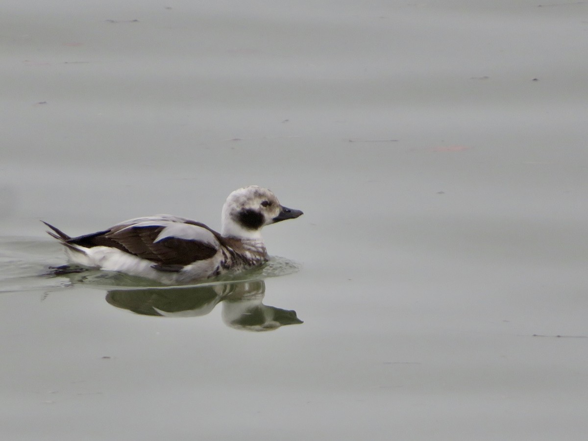 Long-tailed Duck - ML614224156