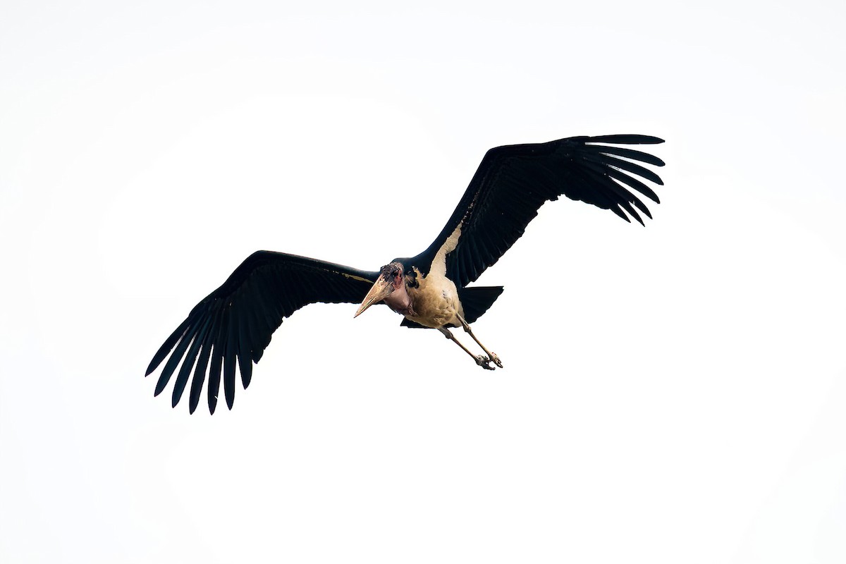 Marabou Stork - ML614224366