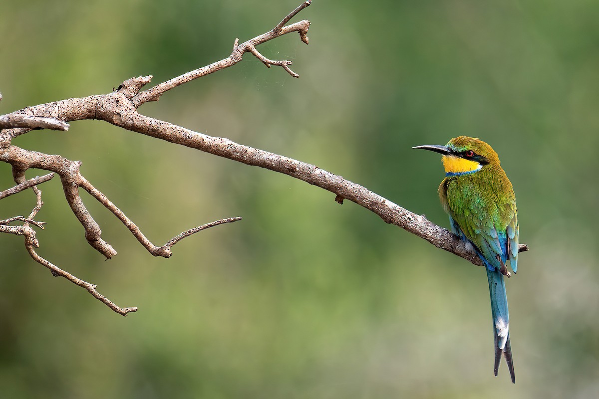 Swallow-tailed Bee-eater - Michal Budzynski