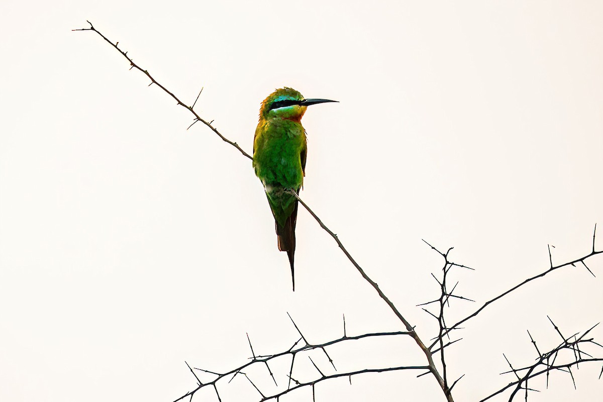 Blue-cheeked Bee-eater - ML614224415