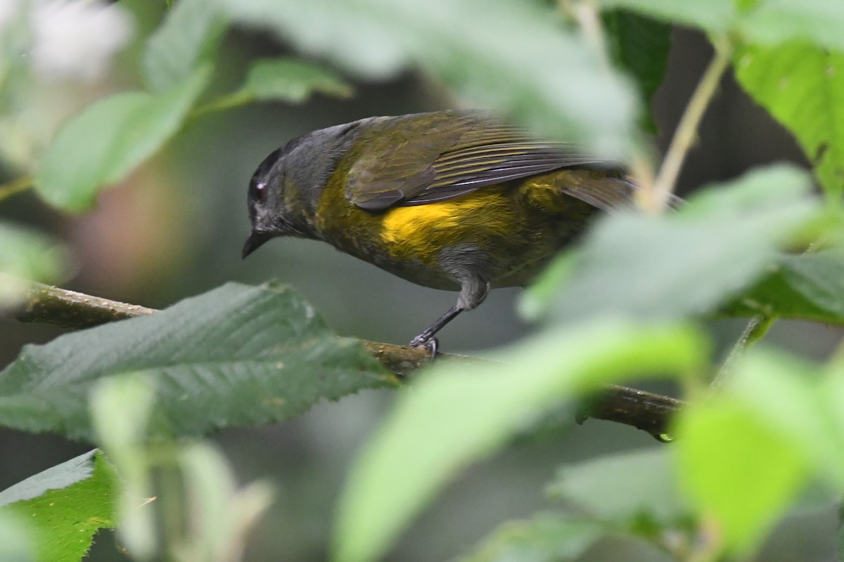 Black-and-yellow Silky-flycatcher - ML614224445