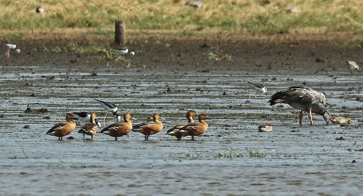 Fulvous Whistling-Duck - ML614224455