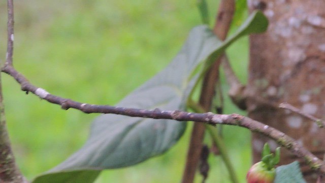 kolibřík hyacintový - ML614224459