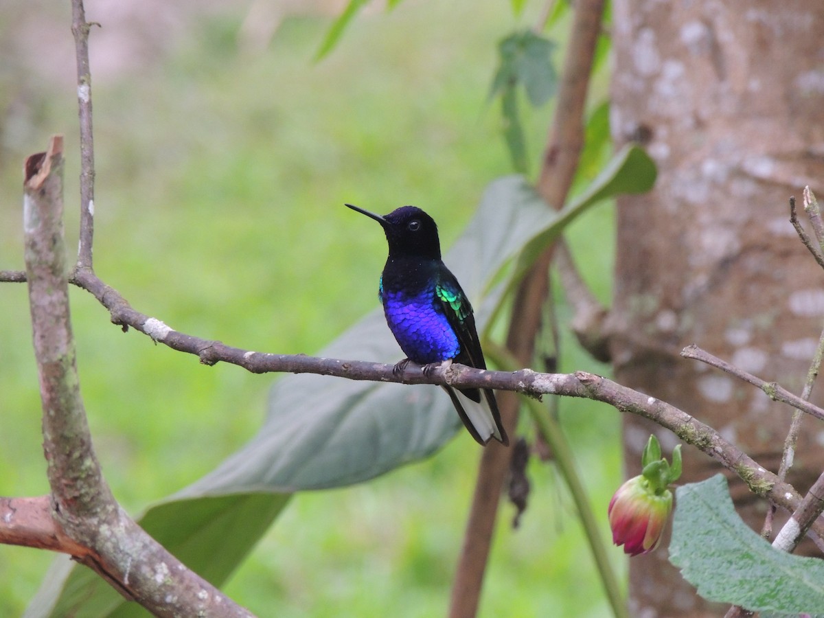 kolibřík hyacintový - ML614224469