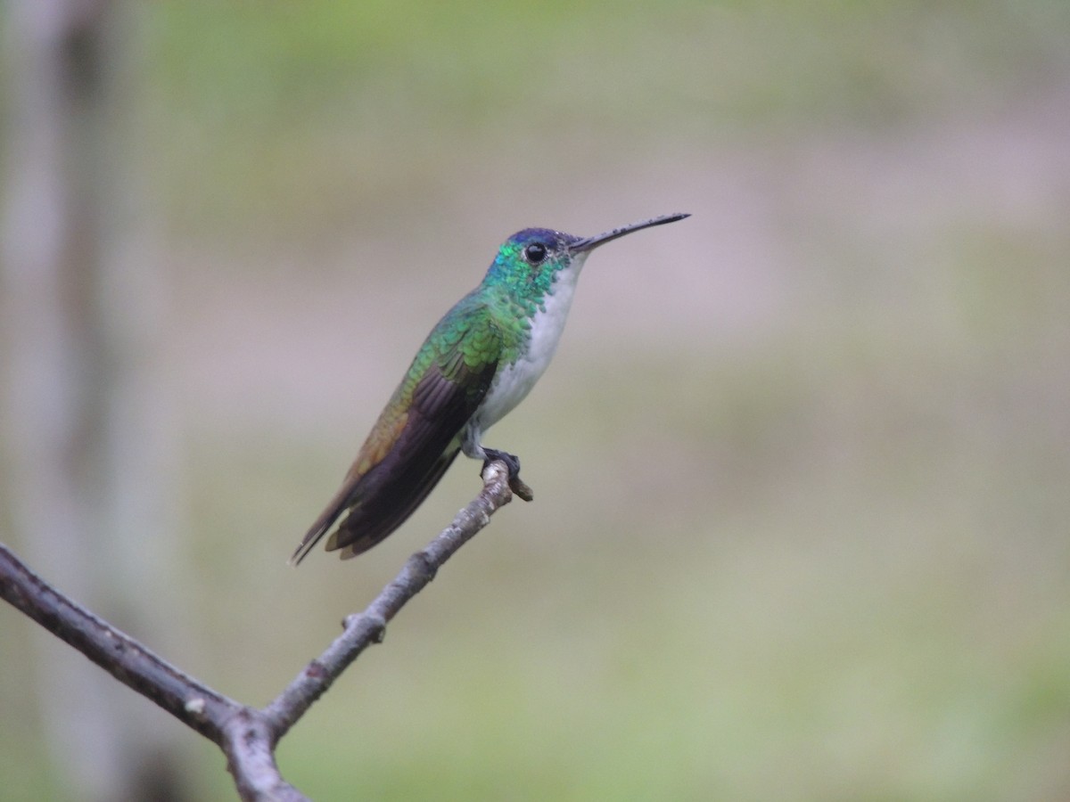 kolibřík andský - ML614224596