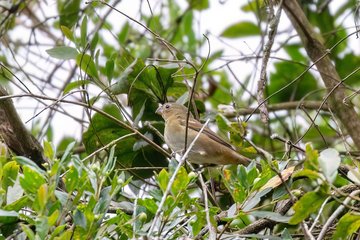 Buffy-fronted Seedeater - ML614224919