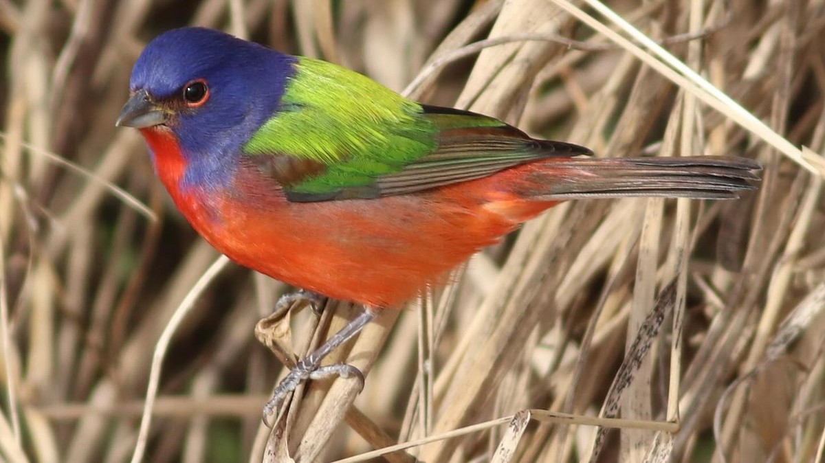 Painted Bunting - ML614225131