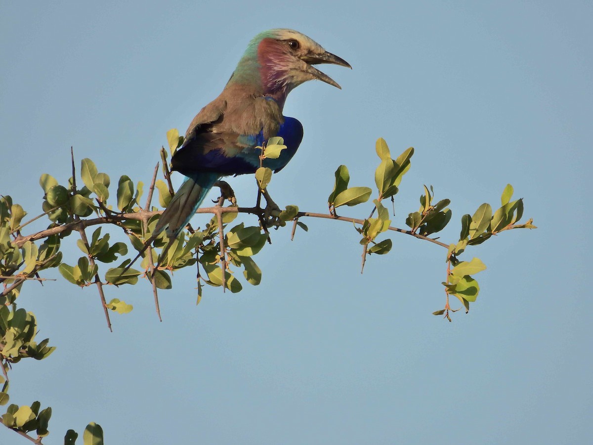 Lilac-breasted Roller - ML614225524