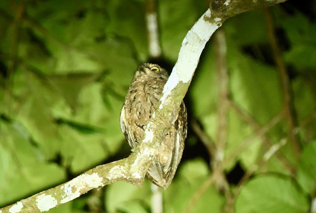 Seychelles Scops-Owl - ML614225691