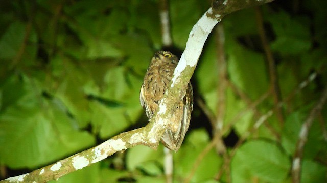 Seychelles Scops-Owl - ML614225696