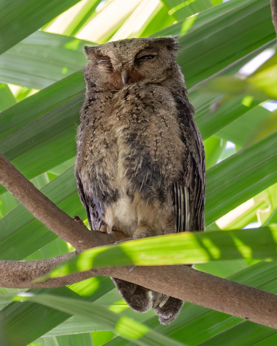Philippine Scops-Owl - ML614225806