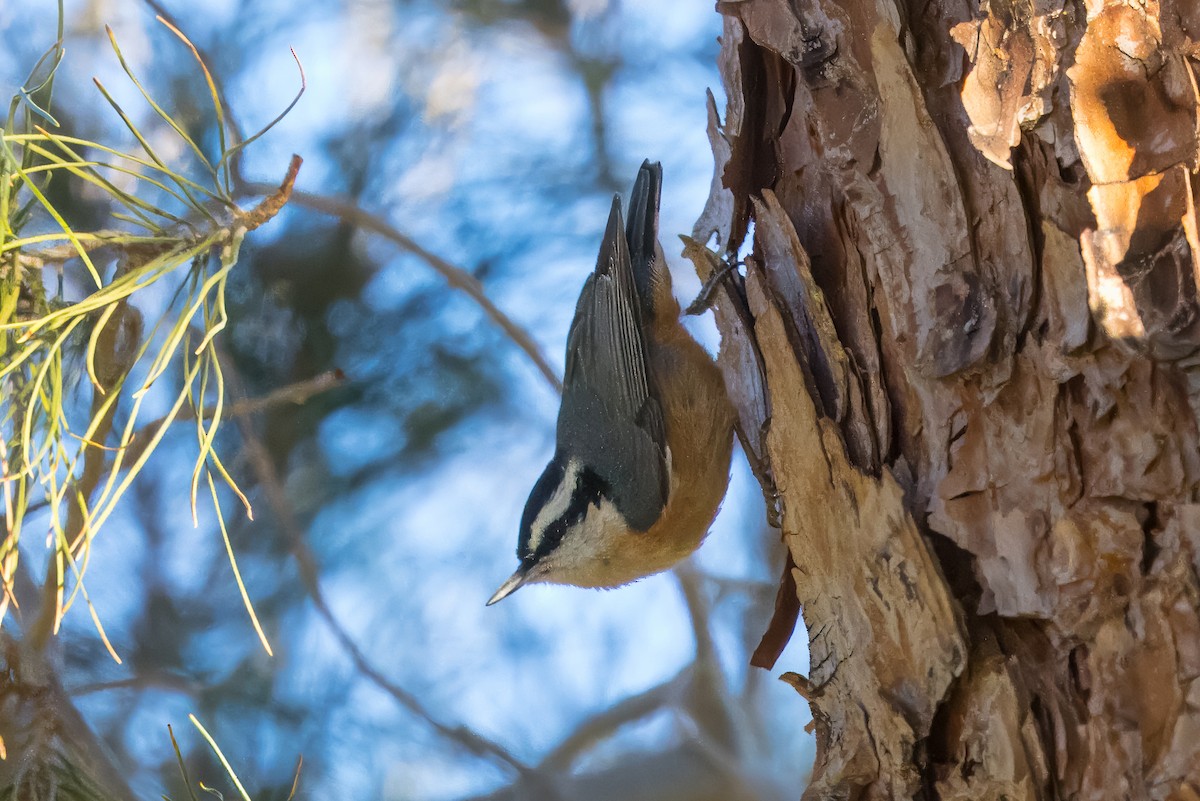 Red-breasted Nuthatch - ML614225848