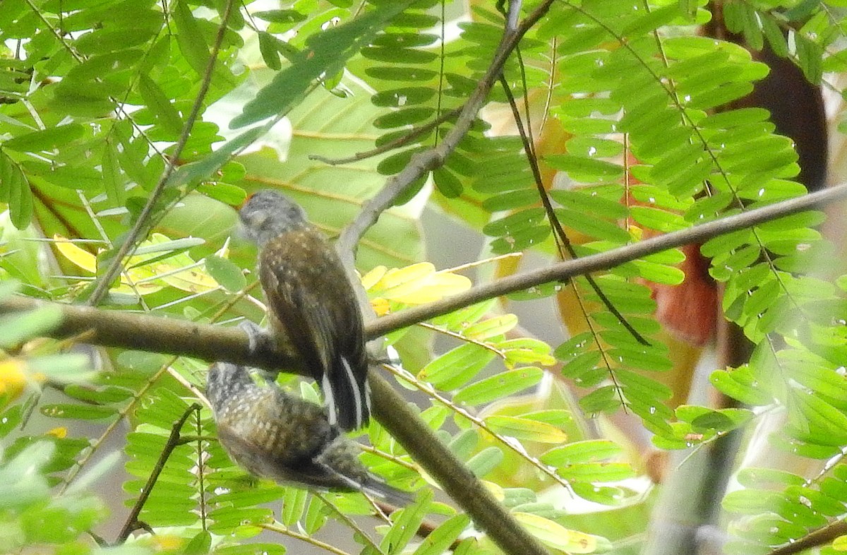 Spotted Piculet - ML614226218