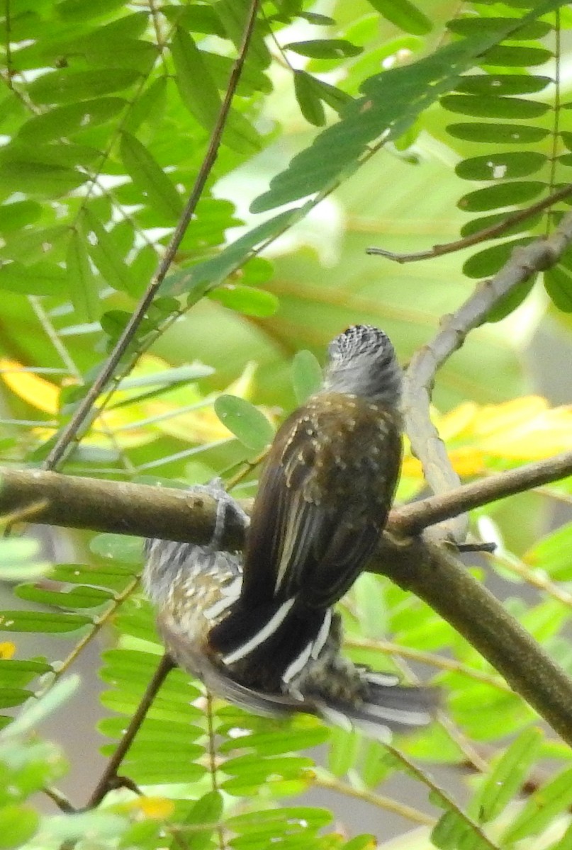 Spotted Piculet - ML614226219