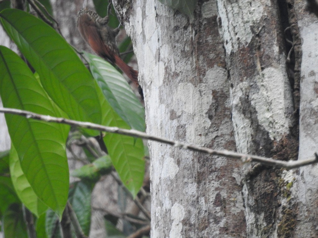 Spotted Woodcreeper - ML614226221