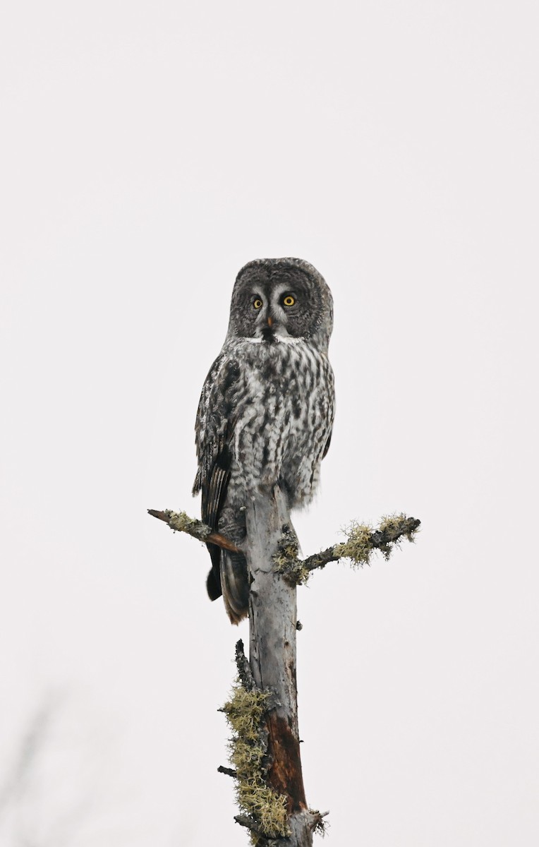 Great Gray Owl - ML614226223