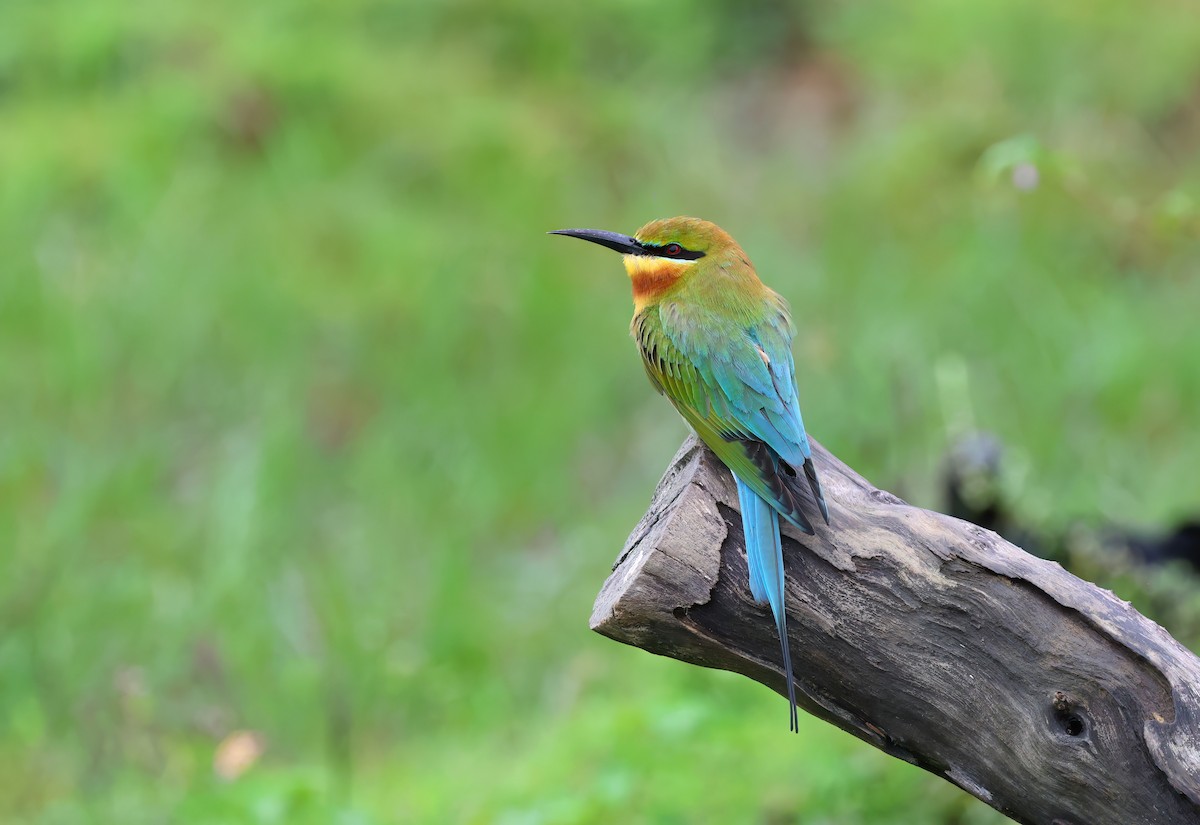 Blue-tailed Bee-eater - ML614226339