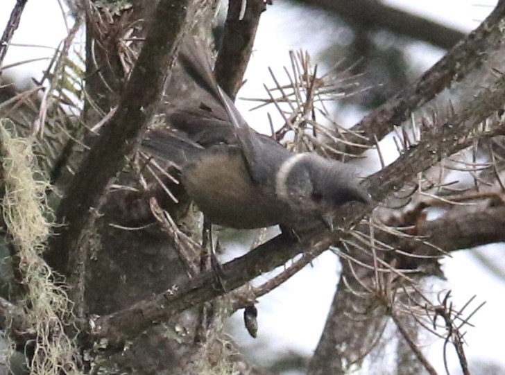 Gray-crested Tit - ML614226463