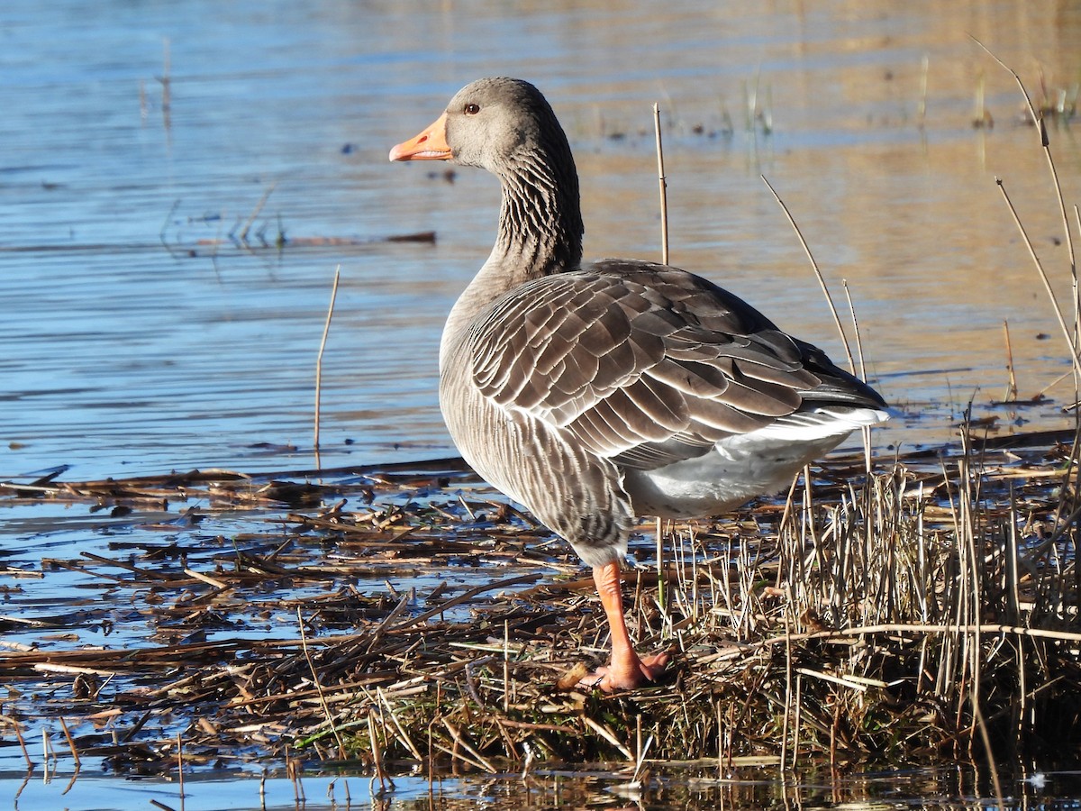 Graylag Goose (European) - ML614226610