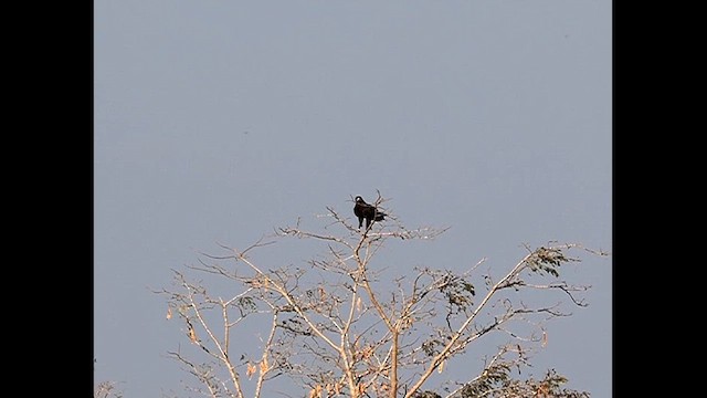 Greater Spotted Eagle - ML614226752