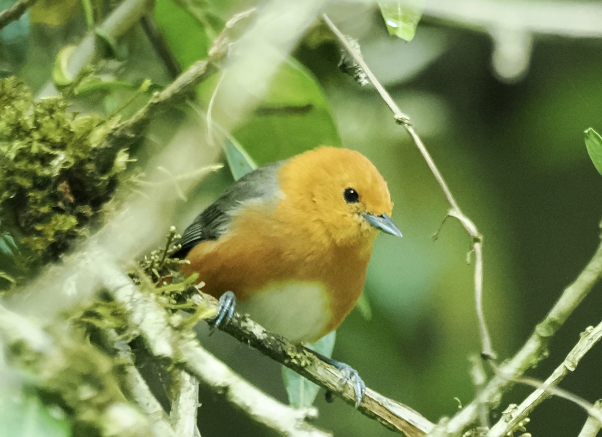 Rufous-chested Tanager - ML614226947