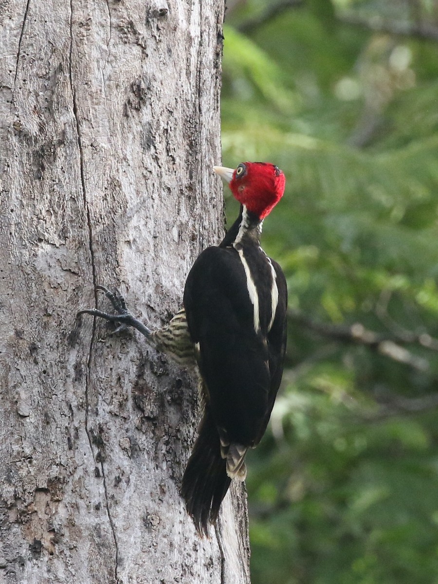 Pale-billed Woodpecker - Andrew Vallely