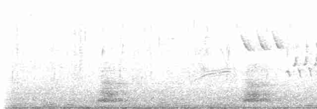 Длиннохвостый крапивник - ML614227315