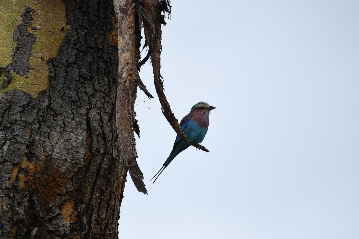 Lilac-breasted Roller - Jason Chapman